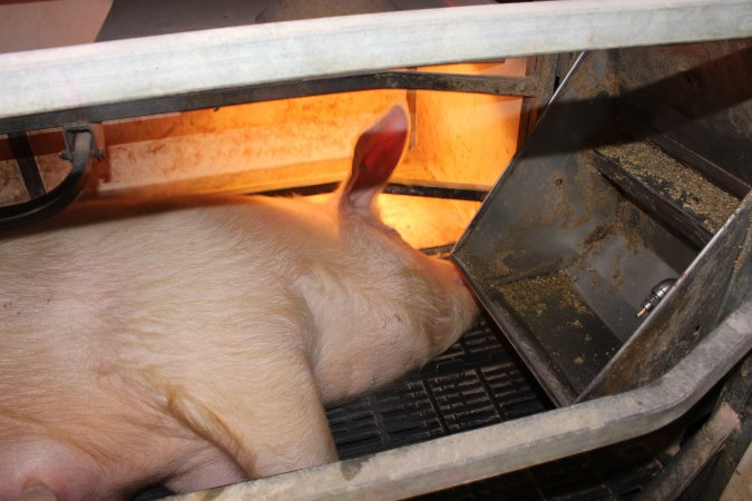 Farrowing crates