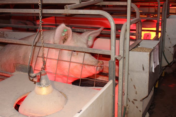 Farrowing crates