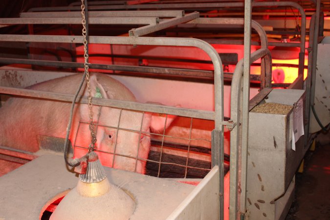 Farrowing crates