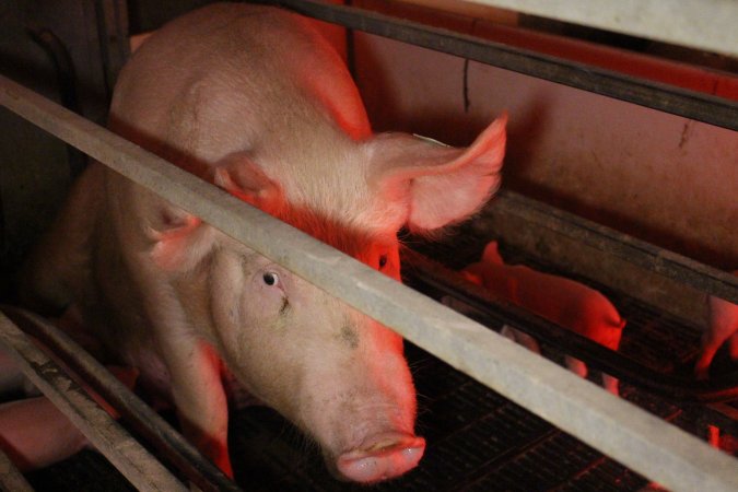 Farrowing crates