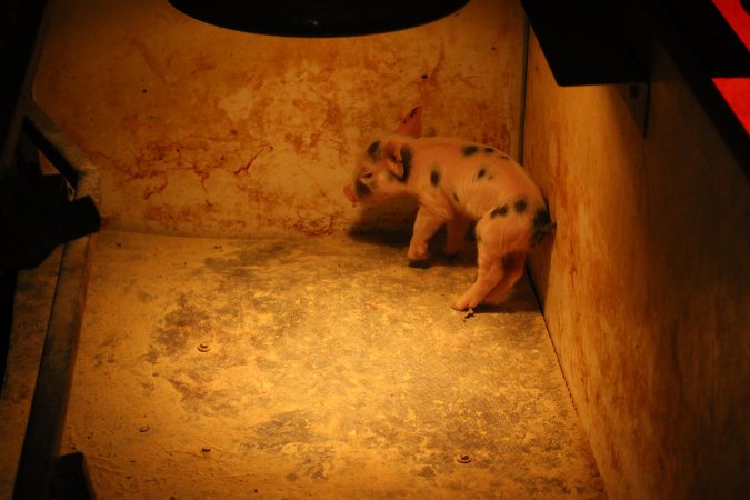 Farrowing crates