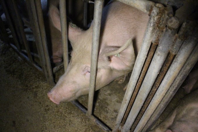 Farrowing crates