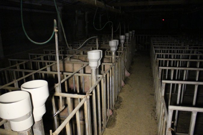 Sow stalls