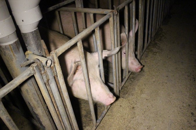 Sow stalls