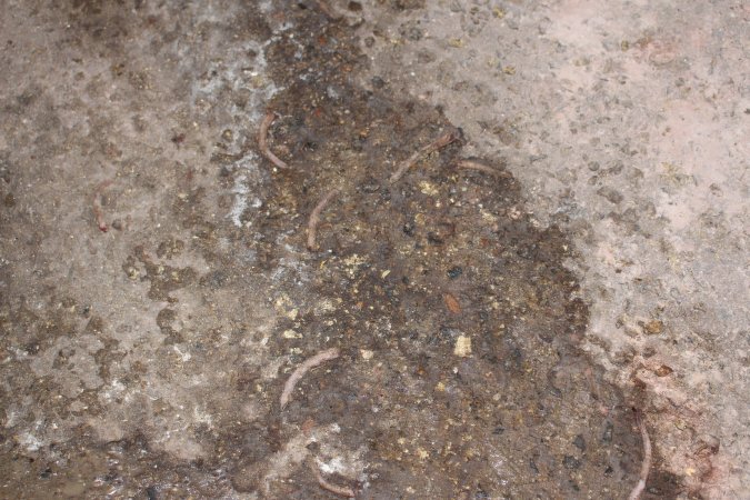 Severed piglet tails scattered over floor