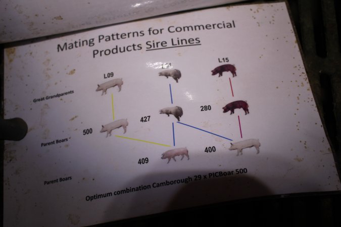 Mating Patterns for Commercial Products Sire Lines