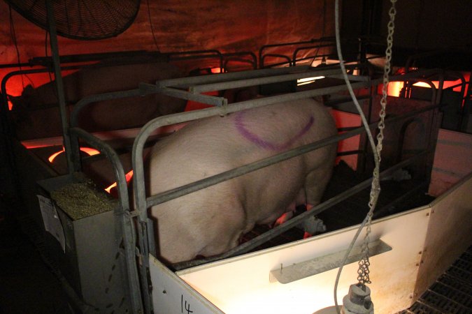 Farrowing crates