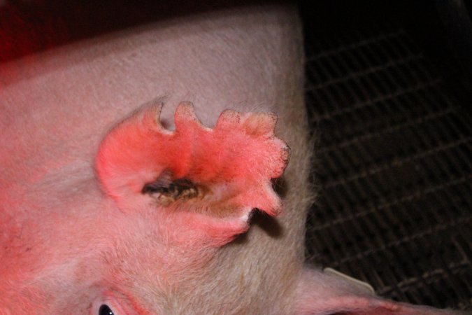 Farrowing crates