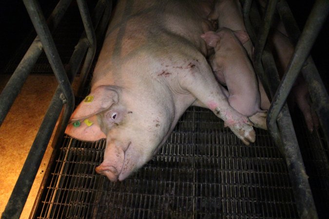 Farrowing crates