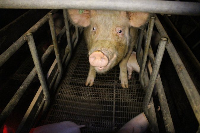 Farrowing crates