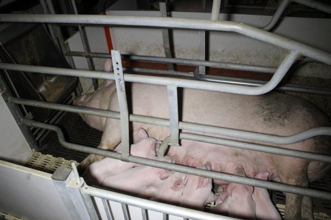 Farrowing crates