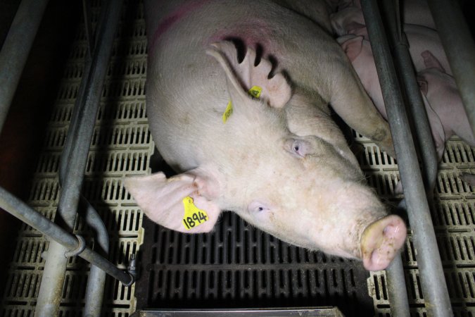 Farrowing crates