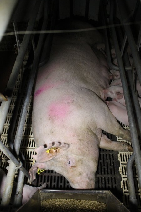 Farrowing crates