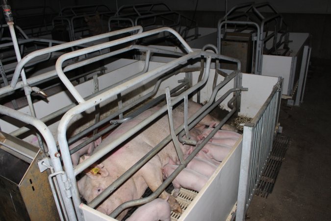 Farrowing crates