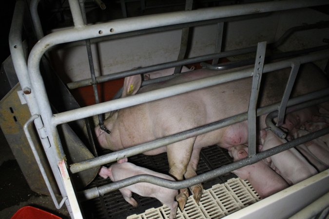 Farrowing crates