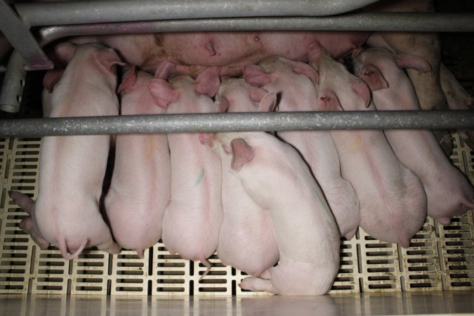 Farrowing crates