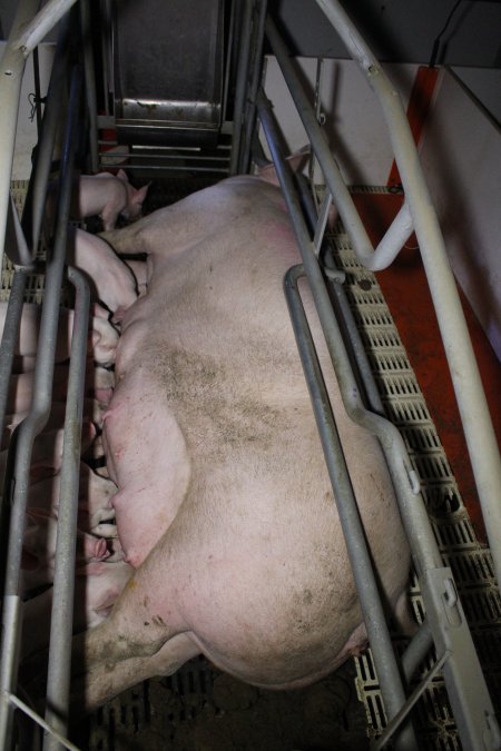 Farrowing crates