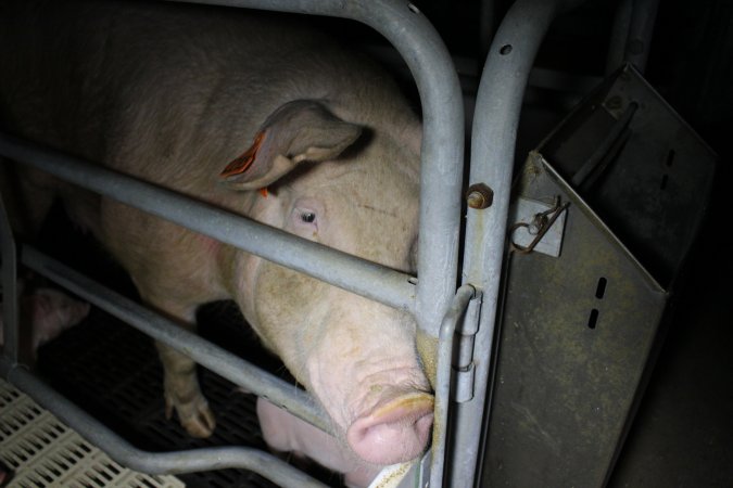 Farrowing crates