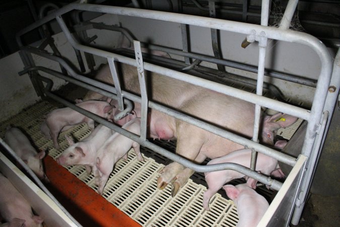 Farrowing crates