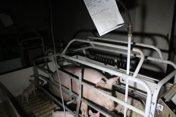 Farrowing crates