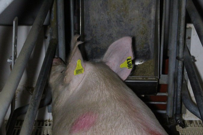 Farrowing crates