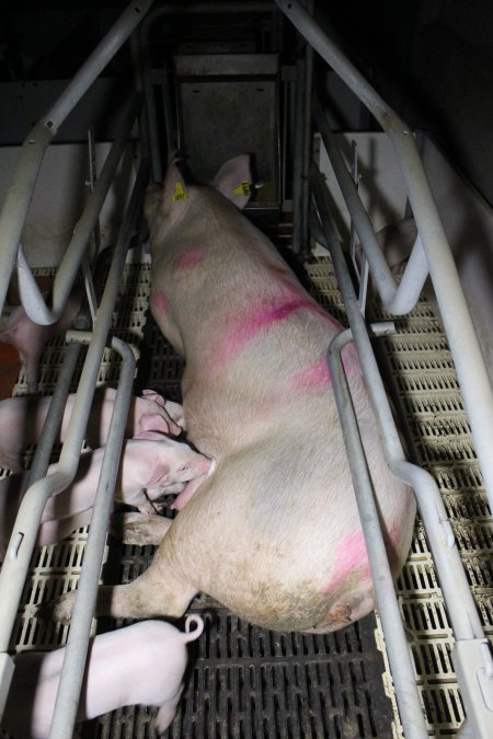 Farrowing crates