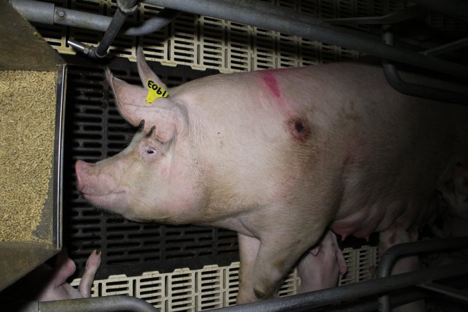 Farrowing crates