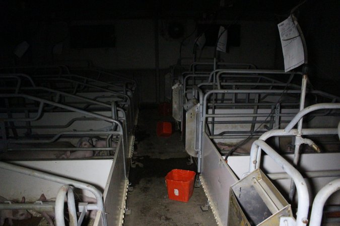 Farrowing crates