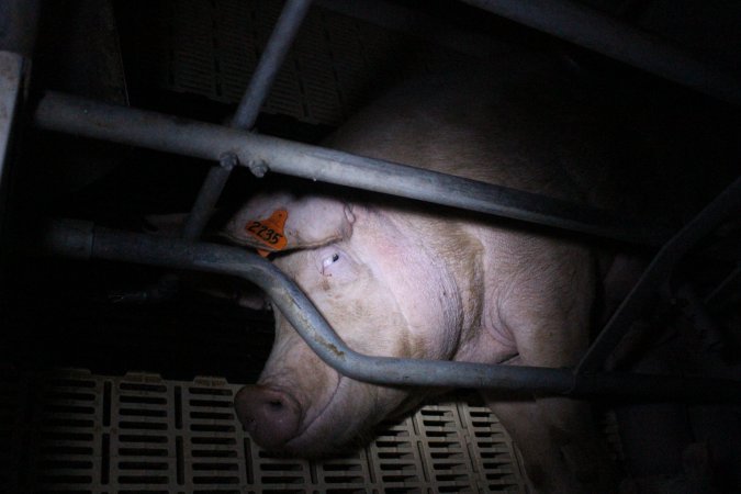 Farrowing crates