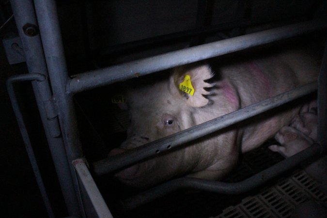 Farrowing crates