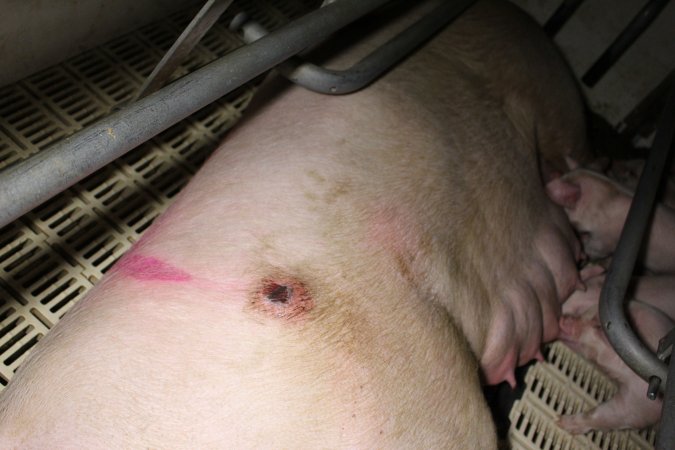 Farrowing crates