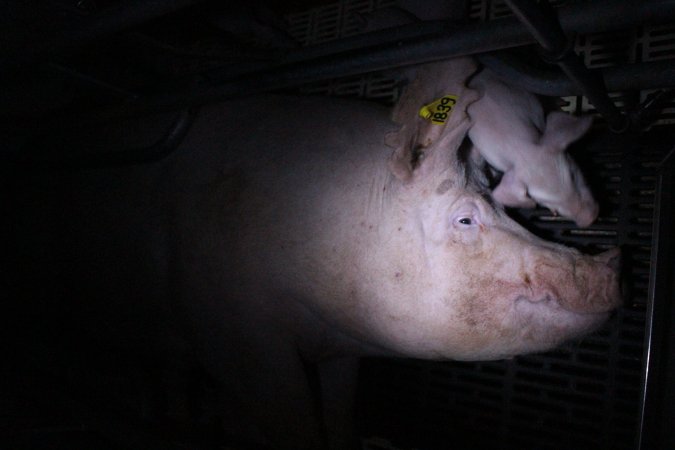 Farrowing crates