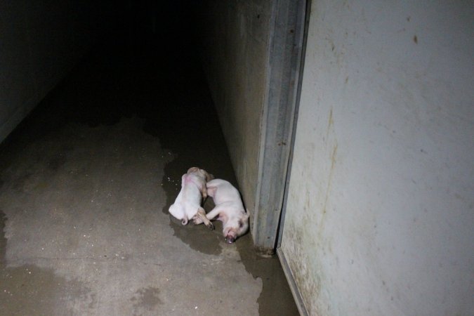 Dead piglets in hallway
