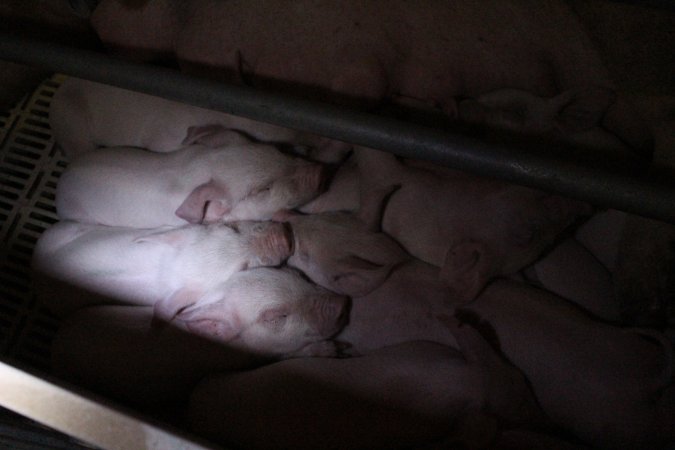 Farrowing crates