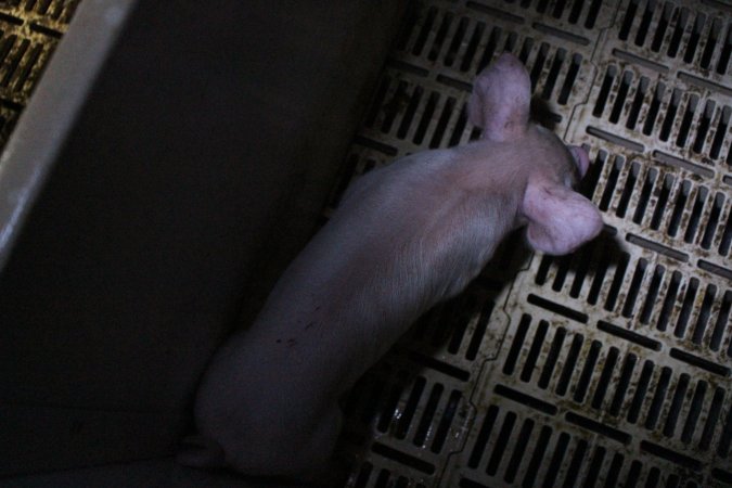 Farrowing crates