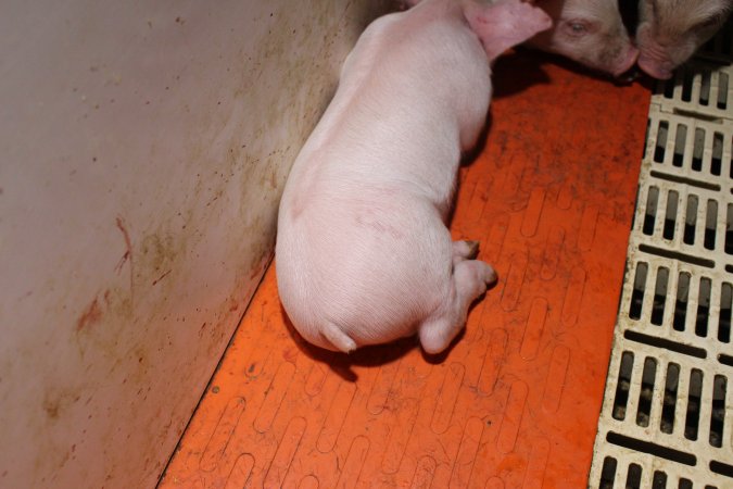 Farrowing crates