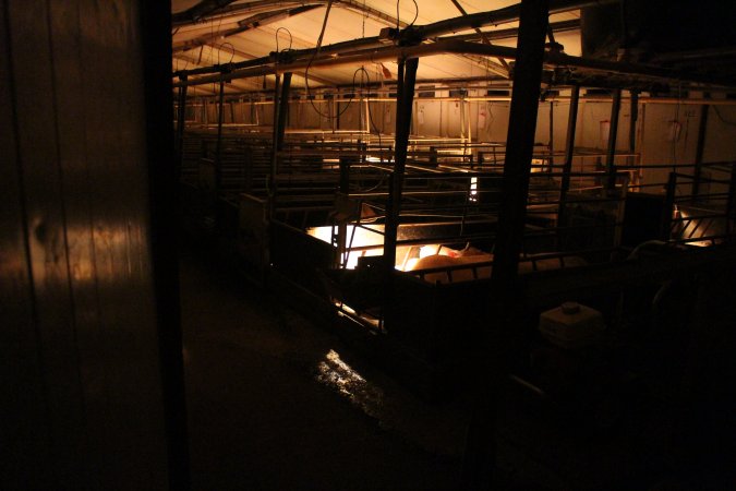 Farrowing crates