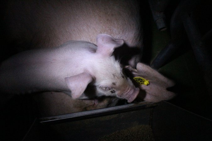 Farrowing crates