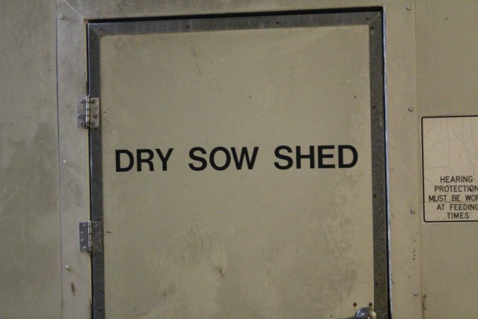 Dry sow shed door