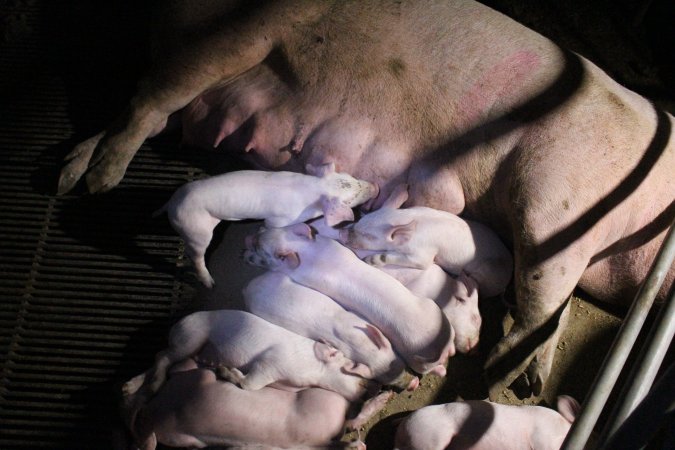 Farrowing crates