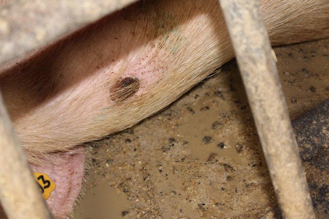 Farrowing crates