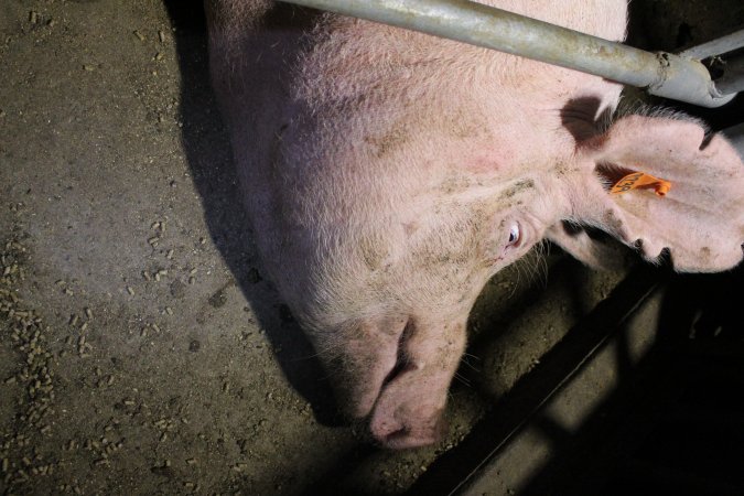 Farrowing crates