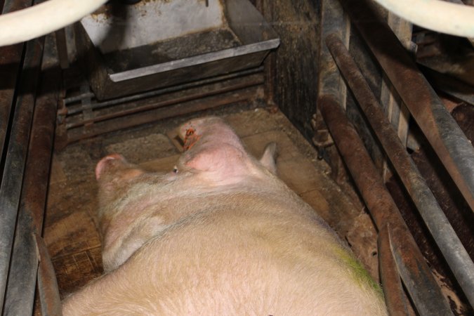 Farrowing crates