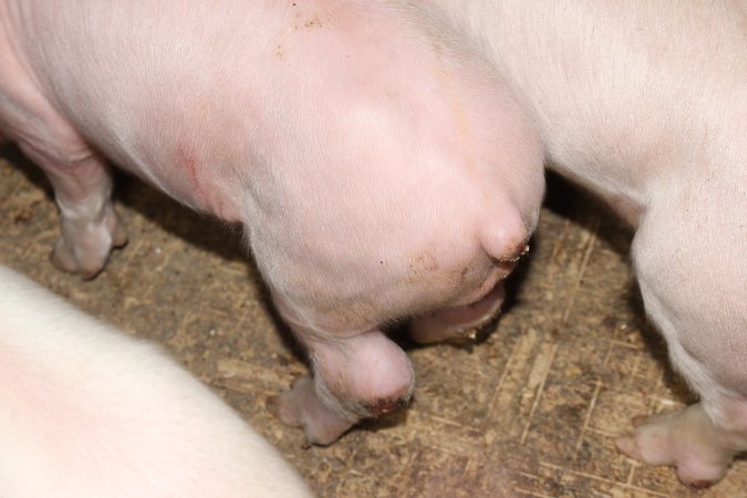 Farrowing crates