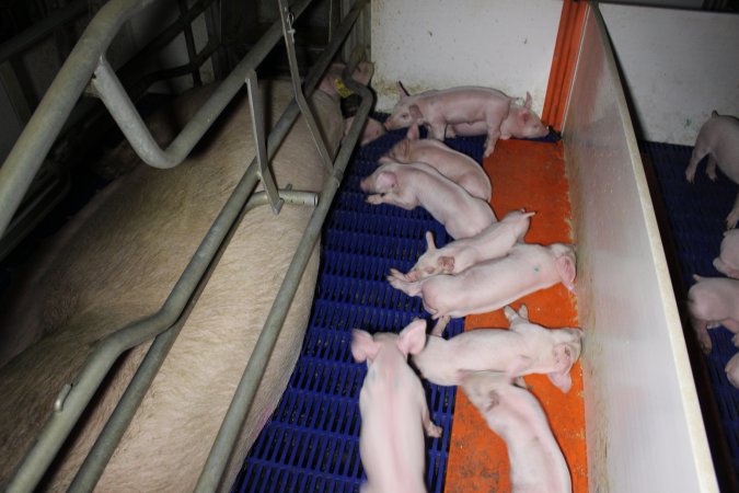Farrowing crates
