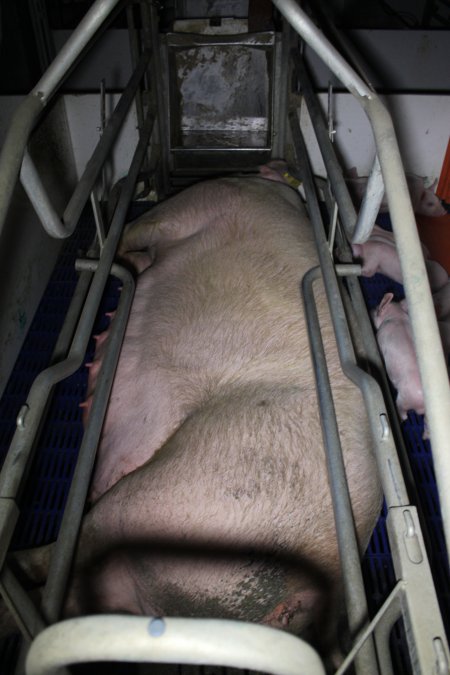 Farrowing crates