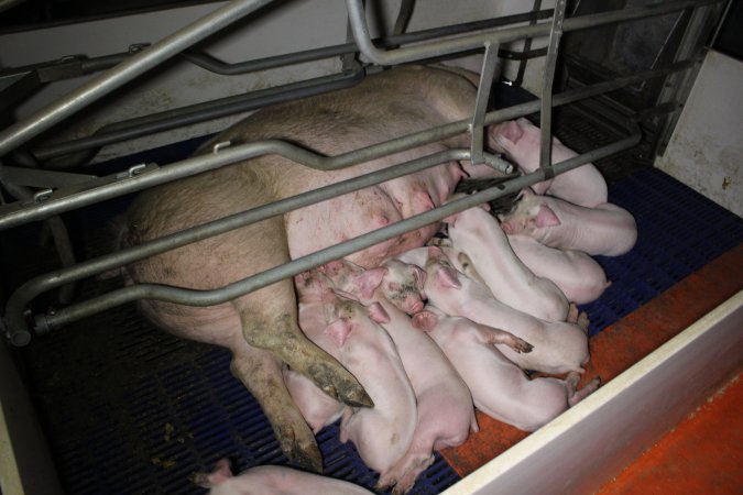 Farrowing crates