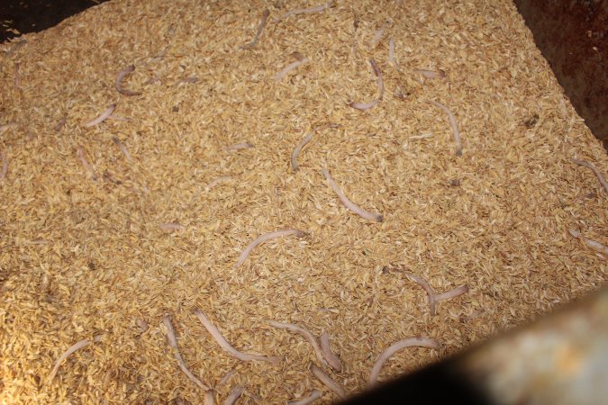 Severed piglet tails in feed trolley