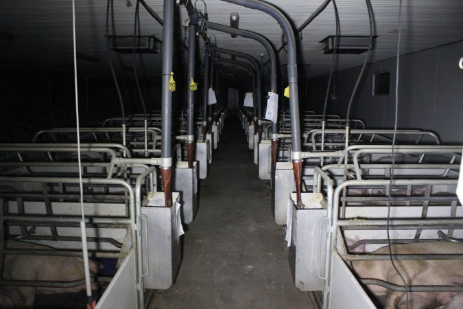 Farrowing crates