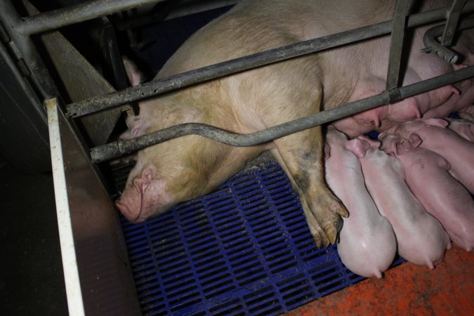 Farrowing crates